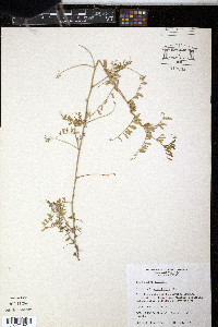Vicia minutiflora image