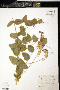Vicia pisiformis image