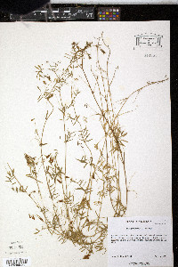 Vicia tetrasperma image