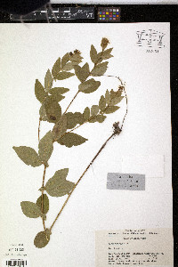 Vicia unijuga image
