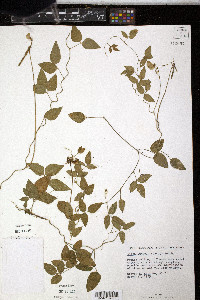 Vigna luteola image