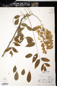 Wisteria sinensis image