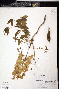 Wisteria sinensis image