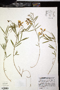 Lathyrus pannonicus image