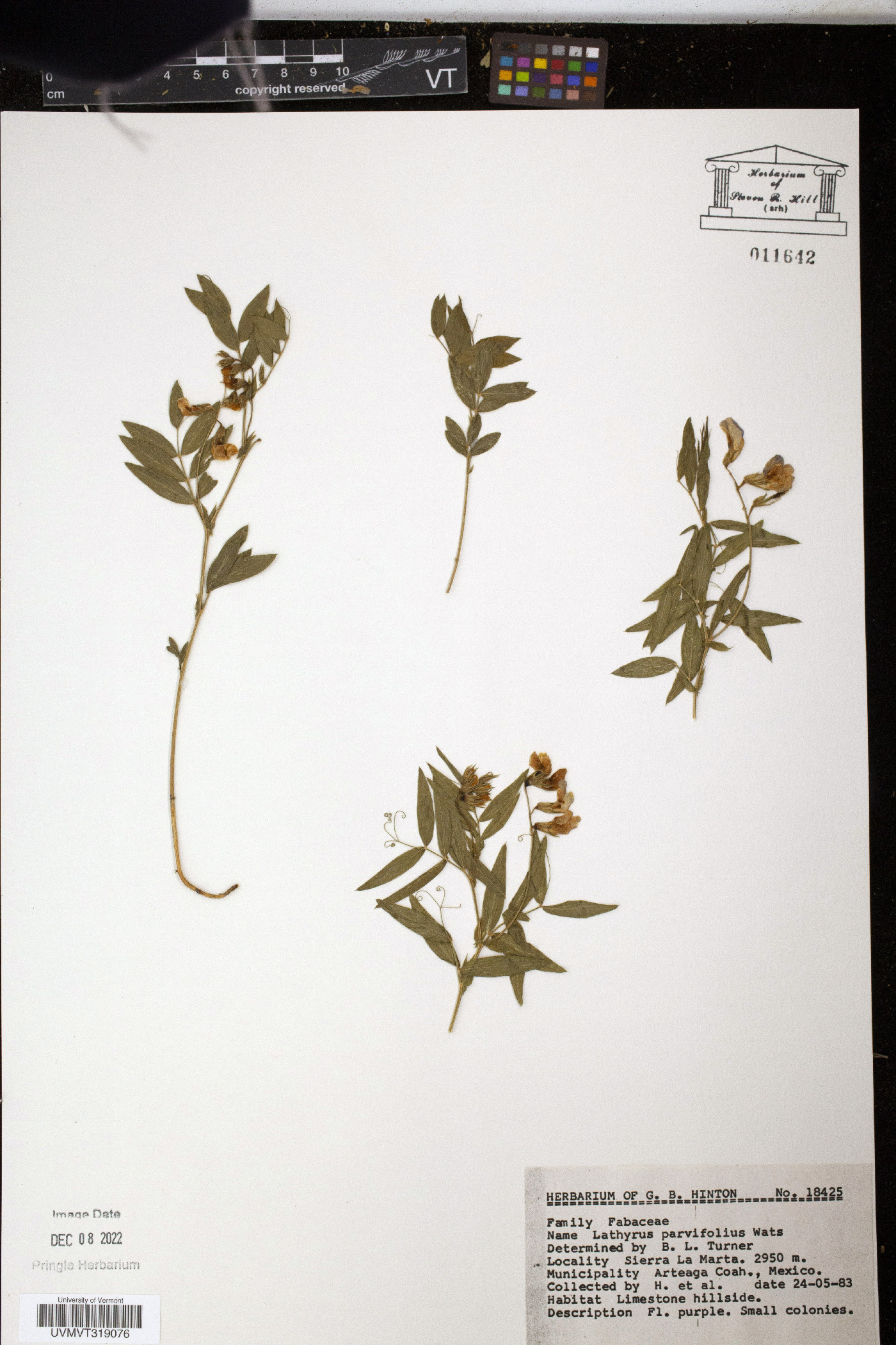 Lathyrus parvifolius image