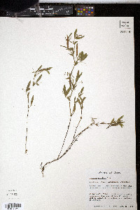 Lathyrus pusillus image
