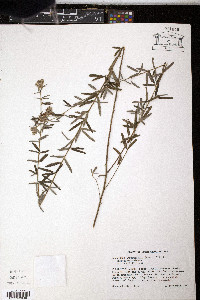 Lespedeza angustifolia image