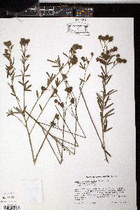 Lespedeza angustifolia image