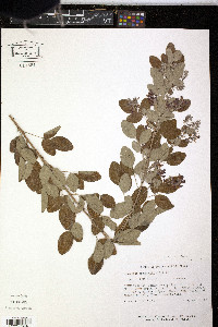 Lespedeza bicolor image