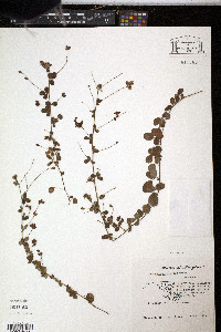 Lespedeza procumbens image