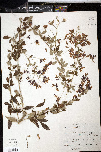 Lespedeza thunbergii image