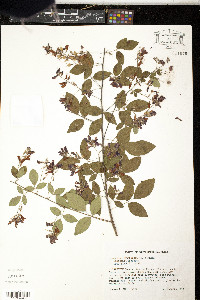 Lespedeza thunbergii image