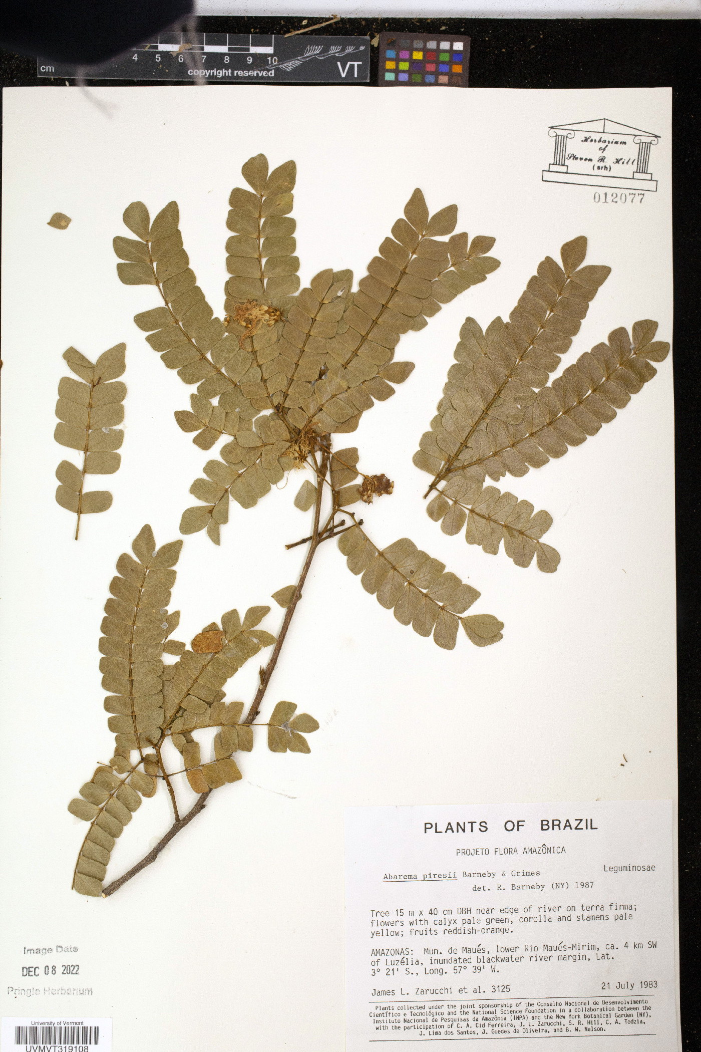 Jupunba piresii image