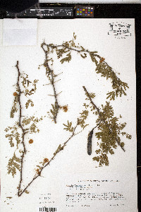 Vachellia farnesiana image