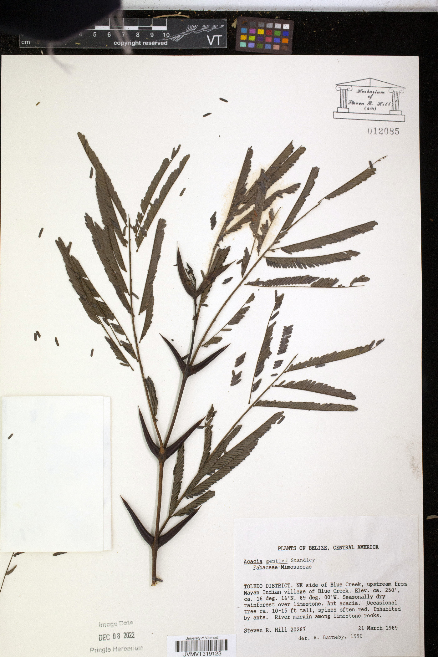 Vachellia gentlei image