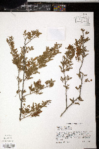 Senegalia greggii image