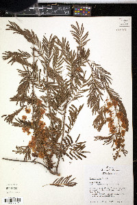 Acaciella angustissima image
