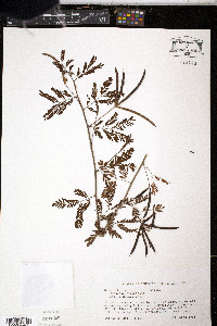 Desmanthus virgatus image