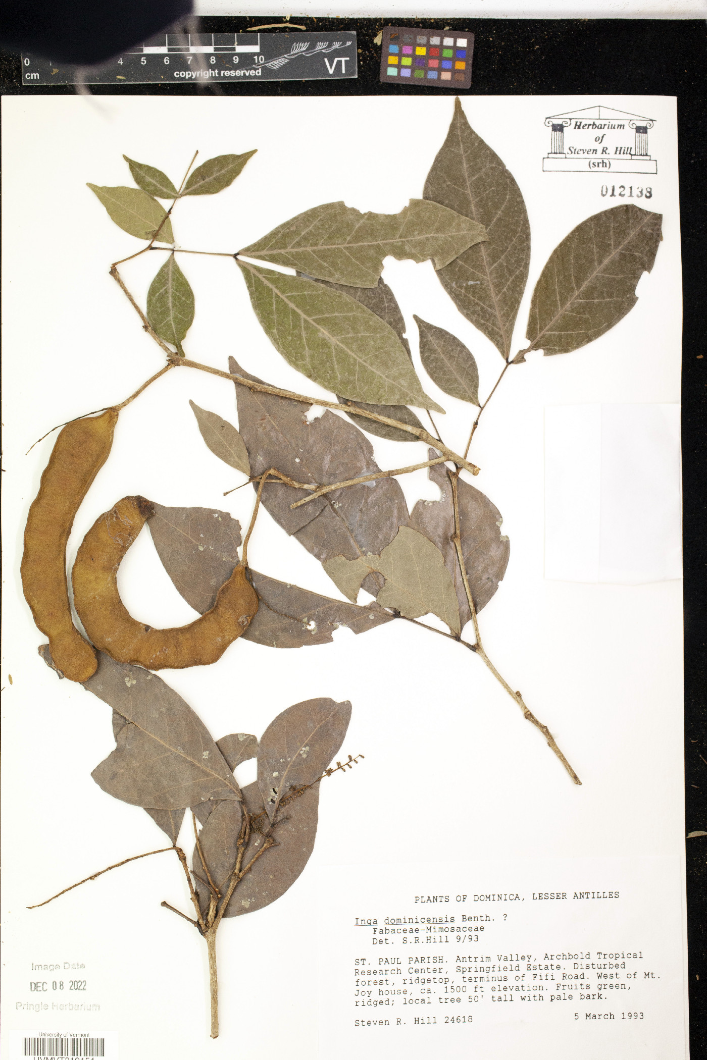Inga dominicensis image
