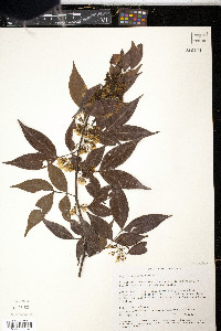Inga heterophylla image