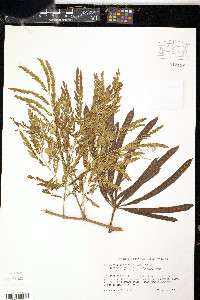 Leucaena leucocephala image