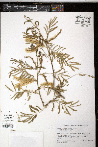 Mimosa arenosa image