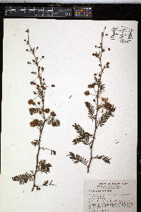Mimosa aculeaticarpa var. biuncifera image