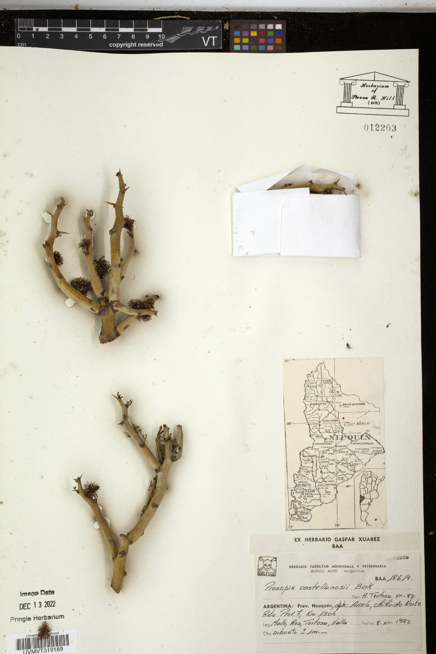 Prosopis castellanosii image