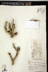 Media resource of Prosopis castellanosii