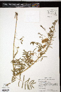 Mimosa nuttallii image