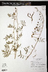 Mimosa roemeriana image