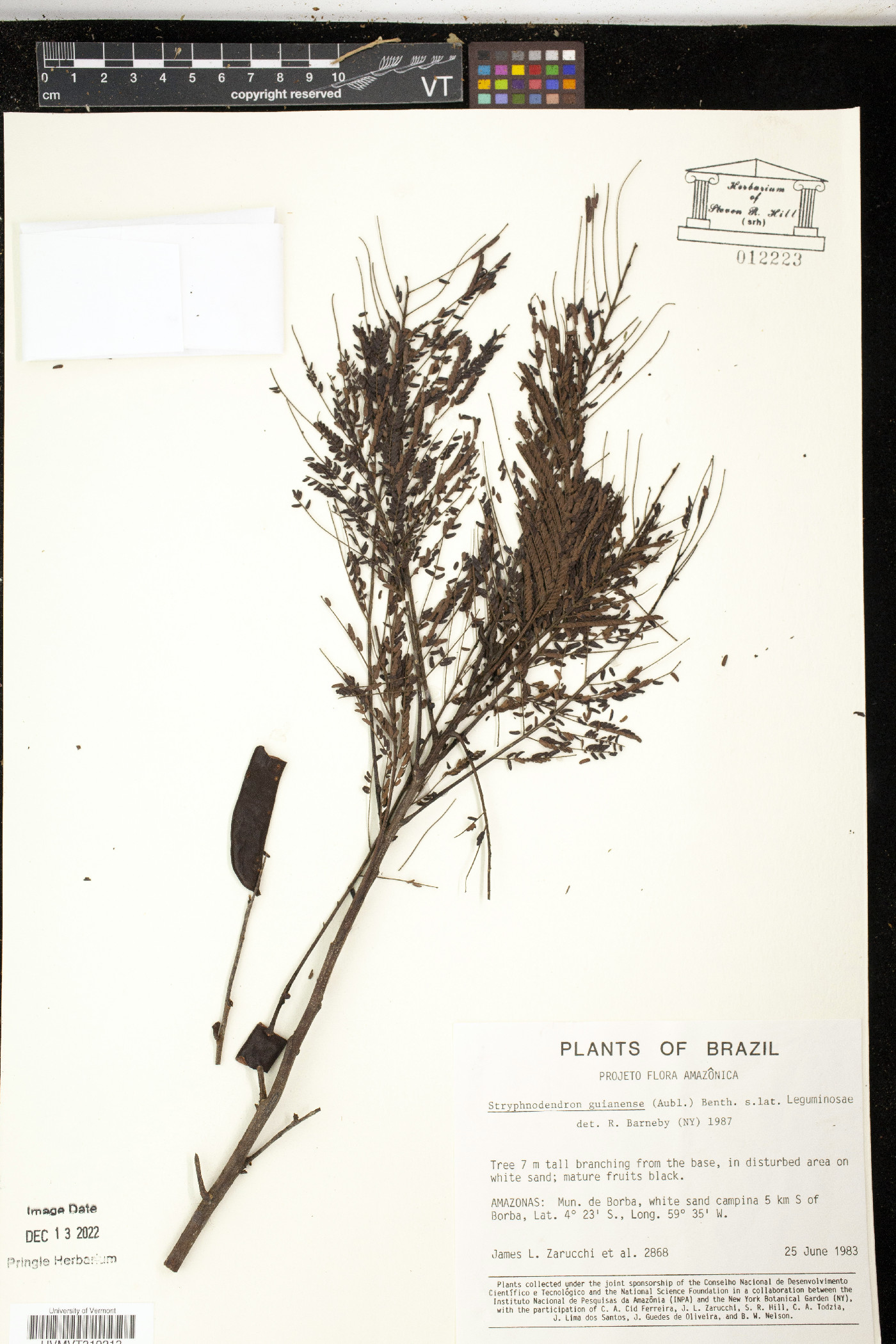 Stryphnodendron guianense image