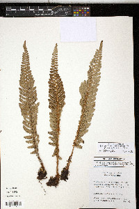 Polystichum concinnum image