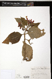 Chrysothemis pulchella image