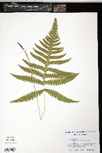 Phegopteris excelsior image
