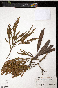 Leucaena leucocephala image