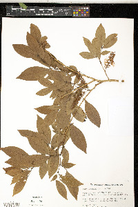 Inga laurina image