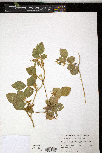 Calopogonium mucunoides image