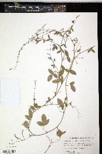 Desmodium scorpiurus image