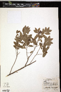 Vaccinium myrtilloides image