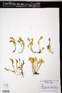 Sedum acre image