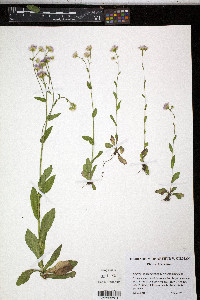 Erigeron philadelphicus var. philadelphicus image