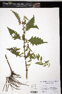 Lycopus europaeus image