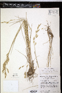 Bromus lanatipes image