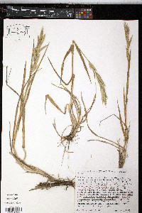 Bromus maritimus image