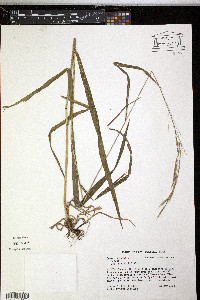Bromus kalmii image
