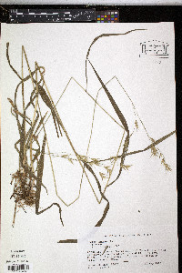 Bromus kalmii image