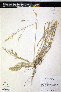 Bromus catharticus image