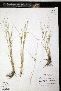 Bouteloua dactyloides image