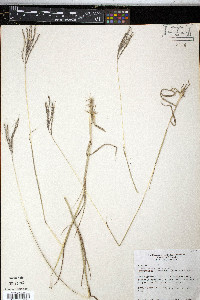 Bothriochloa ischaemum image
